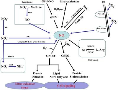 Mechanisms and Role of Nitric Oxide in Phytotoxicity-Mitigation of Copper